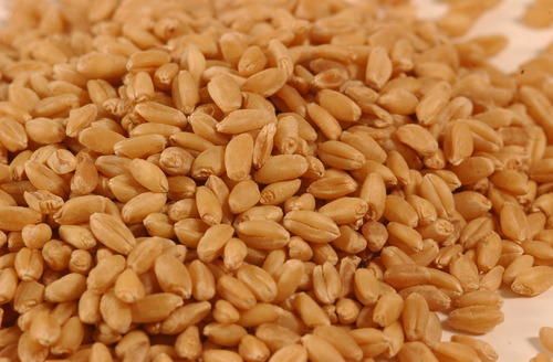 Organic Indian Wheat For Bakery Products And Cooking, Light Golden Brown In Color