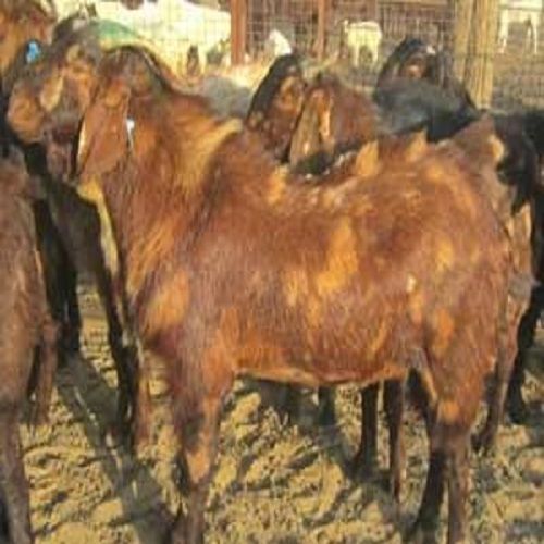 Live Brown Healthy Sirohi Goat, Weight: 150 Kilograms Gender: Both