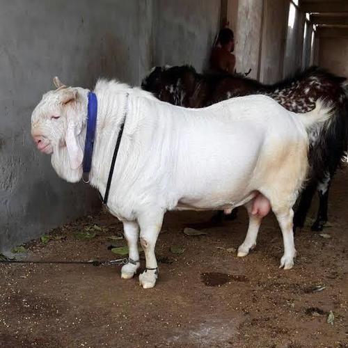 Pure Healthy And White Colored Live Kota Goat, Weight : 250 Kilograms  Gender: Both