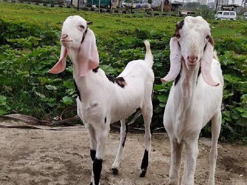 Sojat Goat Healthy And White Colored Live Goat, Weight : 250 Kilograms