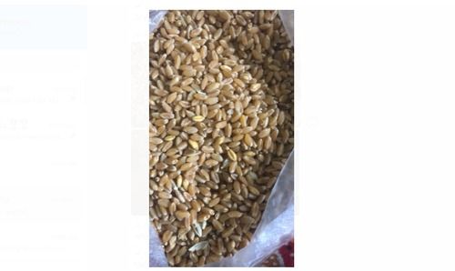 50Kg 100% Natural Dried And Cleaned Brown Food Wheat Grain Broken (%): 1