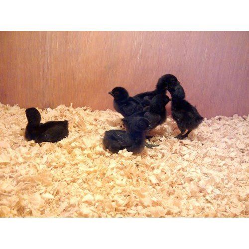 Black Small Size Naturally Raised Fresh And Healthy Poultry Farm Chicks