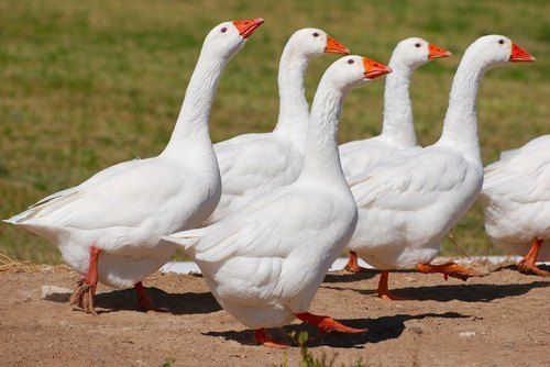 Fresh And Healthy Big Size White Ducks Farming
