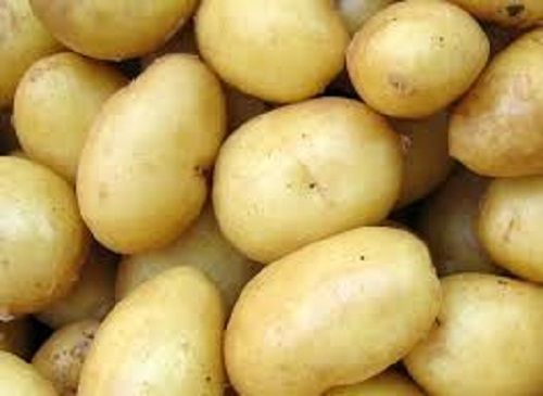 Round Fresh And Organic Potatoes Rich In Carbohydrates And Nutrients Slightly Creamy Texture