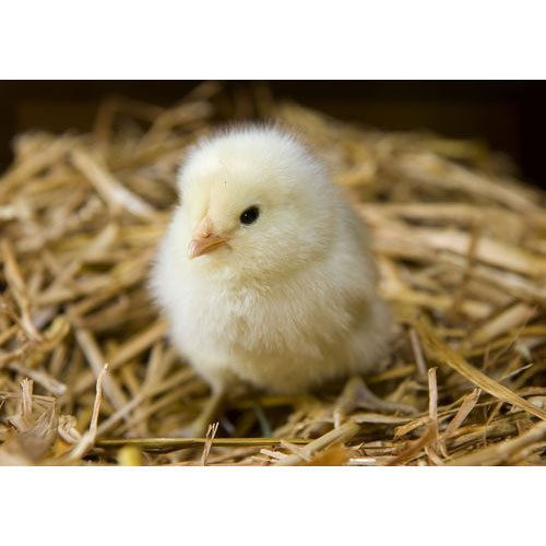 Lite Yellow Small Size Fresh And Healthy Poultry Farm Chicks