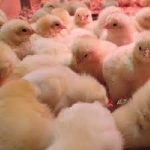 Lite Yellow Small Size Starley Poultry Farm Chicks For Both Meat And Eggs