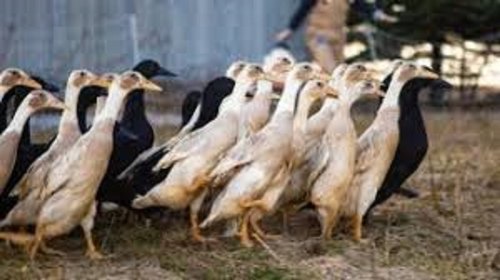 सफेद और काले प्राकृतिक रूप से बड़े आकार की स्वस्थ बत्तख की खेती