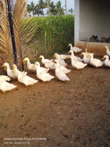 White Disease-Resistant Small Size Ducks Farming