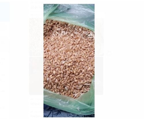 Wholesale Price 50Kg 100% Organic Natural Dried And Cleaned Brown Wheat Grain