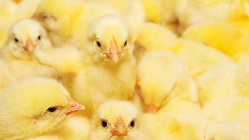 Yellow Small Size Fresh And Healthy Natural Poultry Farm Chicks