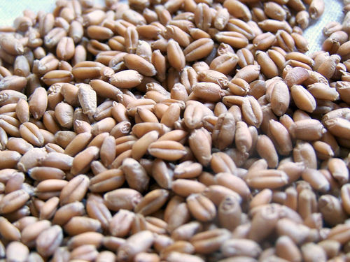 50 Kg Organic And Natural Dried And Cleaned Brown Indian Wheat Grains