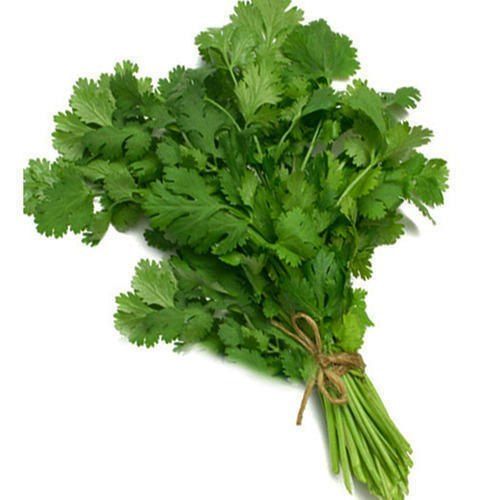 A Grade 100% Pure Natural Fresh And Healthy Fresh Coriander Leaves