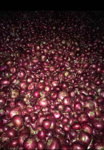 A Grade Dry Onion - Dried, Round Shape | Moisture 63-83%, Cool Dry Preservation, Hygienic Packaging