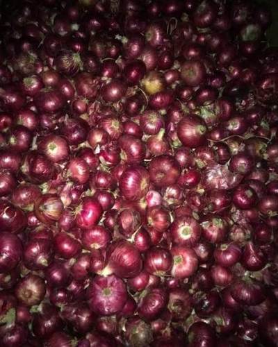 Dry Red Onion For Human Consumption Packaging Size 2kg To 50kg Preserving In Cool And Dry Place