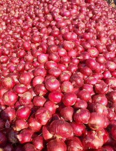 Good For Health Pesticide Free No Artificial Color Organic Farm Fresh Red Onion