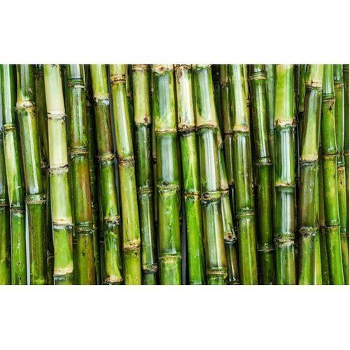 Green And Yellow Color 100% Fresh And Organic Sugarcane For Juice