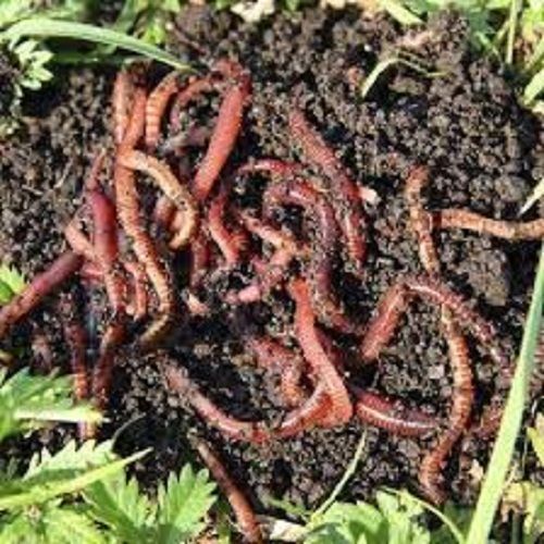 Brown Manure Biodegradable Vermicompost For Helps In Soil Fertility And Plant Growth