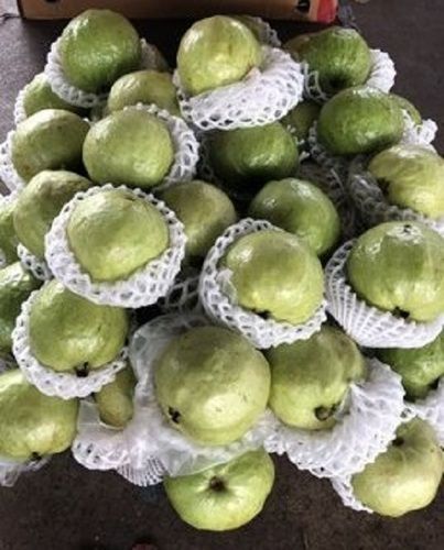 Common Organic Farm Fresh Green Guava, Good For Health, Pesticide Free, Healthy And Nutritious Delicious Taste