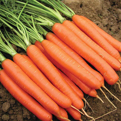 Pure And Fresh A Grade Nutrient Enriched Healthy Organic Red Carrot 
