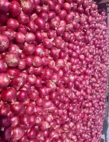 Red Onion - Dried, Round Shape, 63-83% Moisture | Long Shelf Life, Hygienically Packed, Health Benefits Tested, Timely Delivery