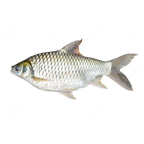 Common Carp Fish Seed Used For Fish Farming