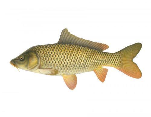 Fresh Common Carp Fish Seed For Fish Farming