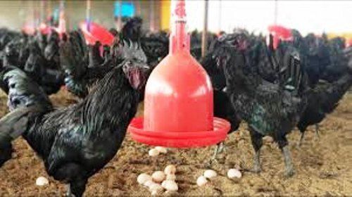 High Nutritional And Growth Promoter Kadaknath Hen Feed