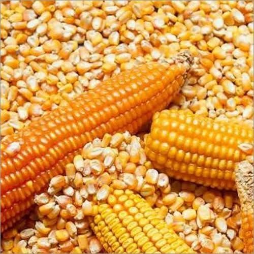 Immune Booster And Promote Health Maize Animal Feed