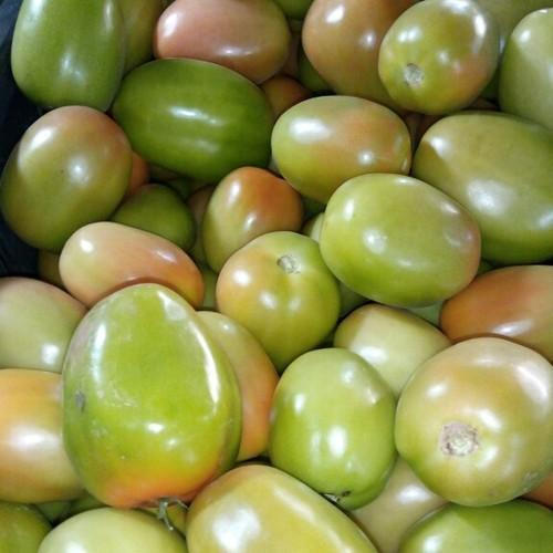 Nutrient Enriched Healthy Pure Fresh Organic A Grade Green Tomatoes