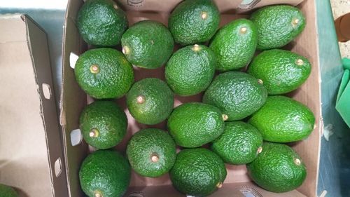 Green Tanzania Hass Avocados For Low Cholesterol And Rich In Vitamin