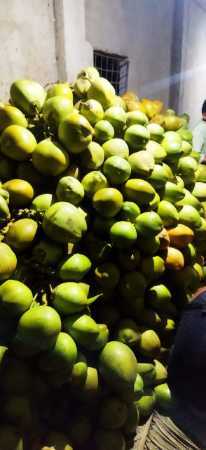 Fully Round Shape 100% Natural Green Coconut