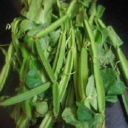 100% Pure And Fresh Cissus Quadrangularis For Extract, Pharmaceutical