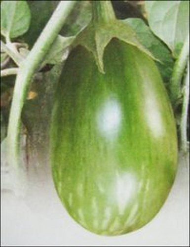 A Grade 100% Pure And Organic Farm Fresh Rich Taste Brinjal for Cooking