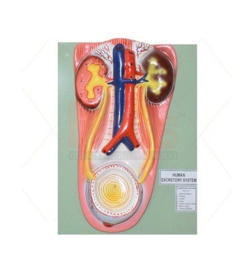 Dews Human Kidney with Bladder