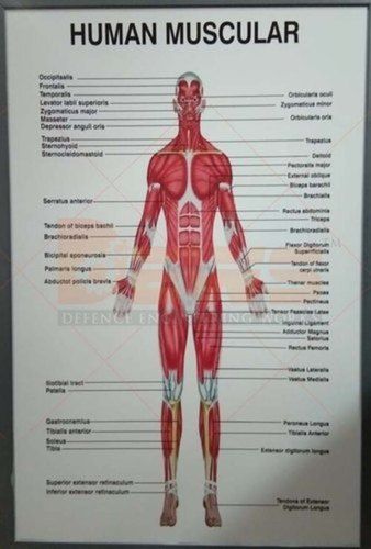 Dews Human Muscular Chart 