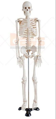 Dews Human Skeleton Model - Color: White