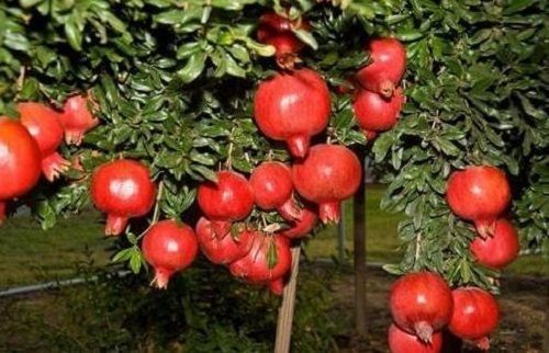 Easy Storage And Fast Growth Garden Fresh Breed Natural Pomegranate Plant 