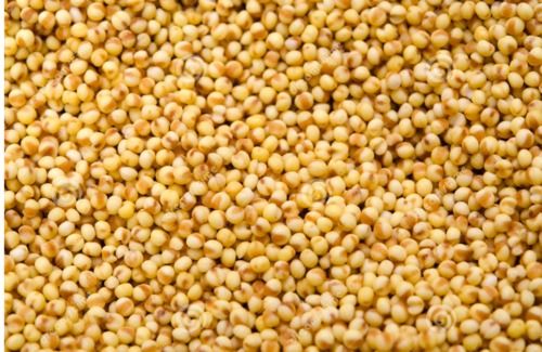 Gluten Free And No Artificial Flavour Added Indian Foxtail Millet For Cattle Feed, Cooking