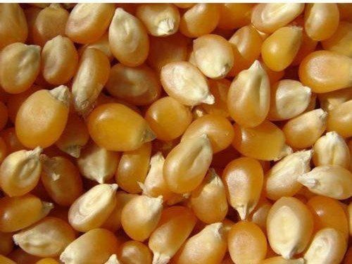 Common High In Protein Yellow Maize For Flour, Food Grade Powder, Rawa, Human Consumption