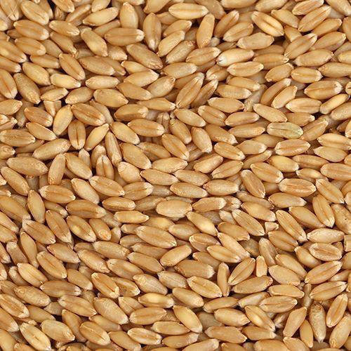 Rich Natural Delicious Taste Chemical Free Organic Golden Wheat Grain, 50 Kg Broken (%): 1