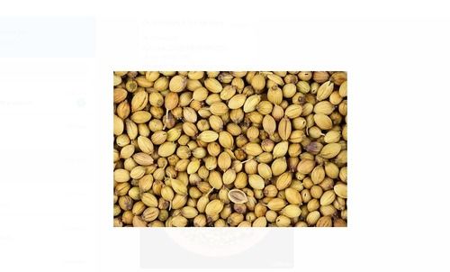 A Grade And Indian Origin 500 Gm Organic Coriander Whole Seeds