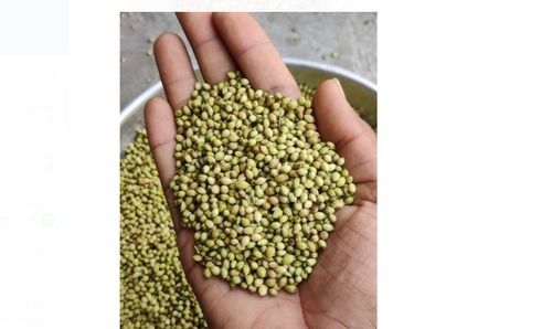 Export Quality Wholesale Price Natural Green Coriander Seeds For Cooking