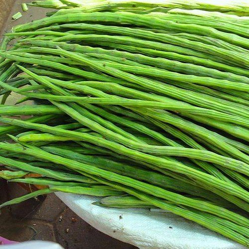 Good In Taste, Premium Quality Green Fresh Drumstick Vegetable For Cooking