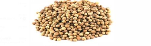 Wholesale Price Export Quality Organic Brown Color Whole Coriander Seeds