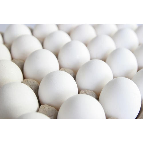  Calcium And Nutrients Rich Farm Fresh White Colour Egg For Bakery Use, Human Consumption