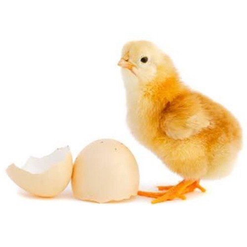 Brown And White Colour Male And Female Live Chicks For Poultry Farming