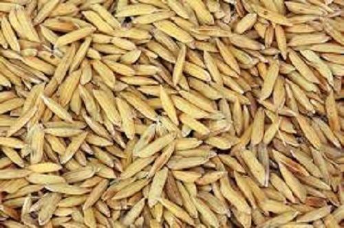 Brown Color Paddy Rice 100% Natural Pure And Organic Good Source Of Energy