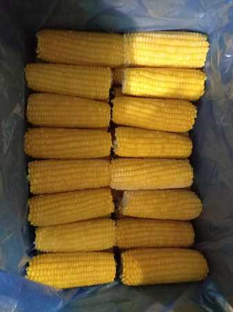 Excellent Taste And Highly Nutritious, Frozen Sweet Corn On Cobs 