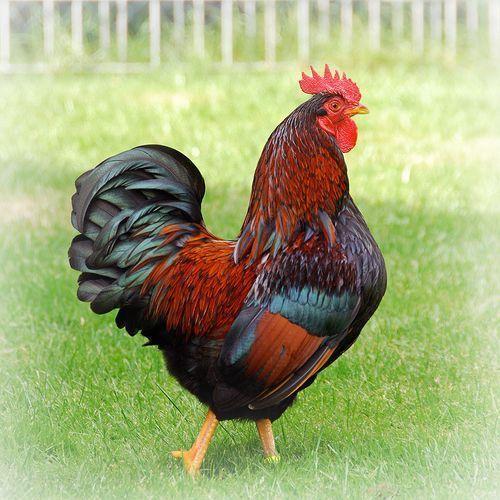 Live Country Chicken Brown Colour