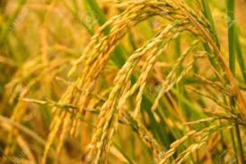 Loose Healthy and Nutritious Dark Yellow Color Long Grain Paddy Rice